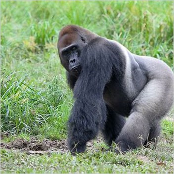 Western Lowland Gorilla Articles Containing Video Clips